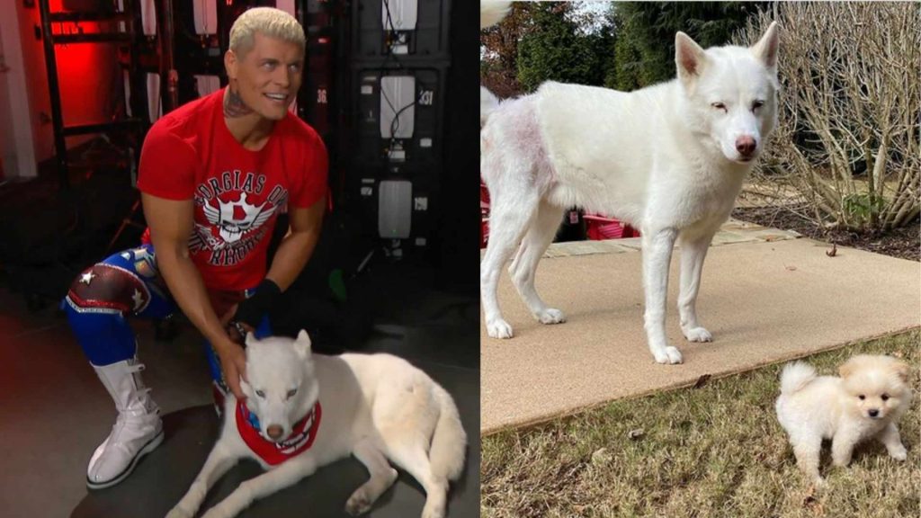 Who is Cody Rhodes' dog? Know all about Pharoah